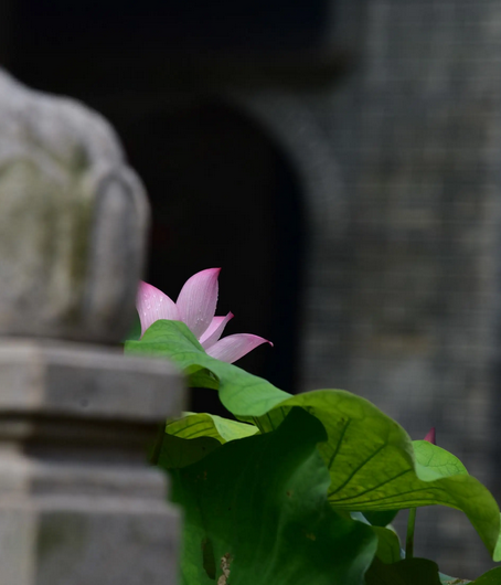 卿花慈文化 (3).png